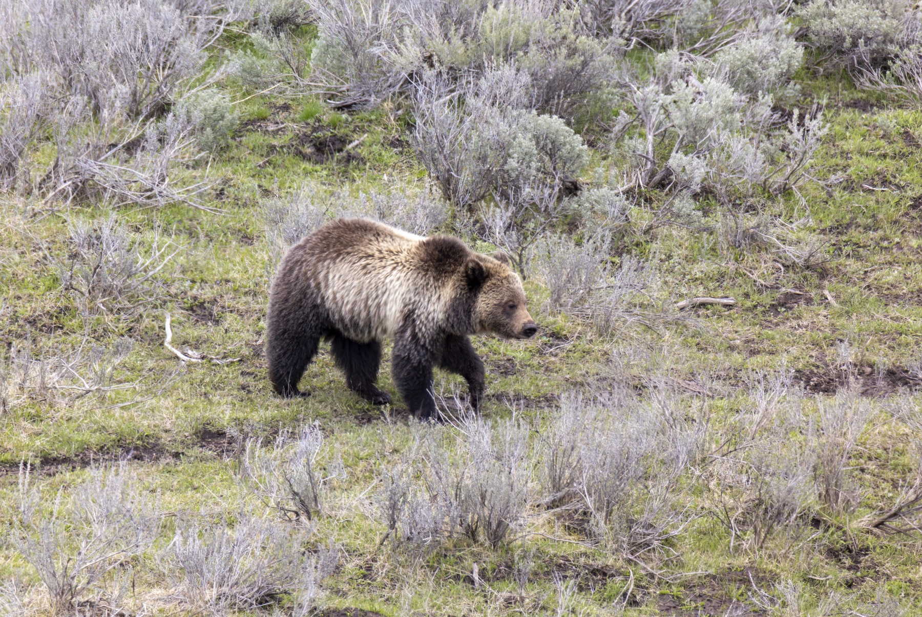 Grizzly along the Yellowstone River. Yellowstone National Park